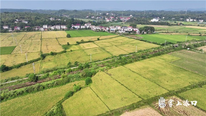 【渌口三农】中稻飘香收割忙 颗粒归仓“丰”景美