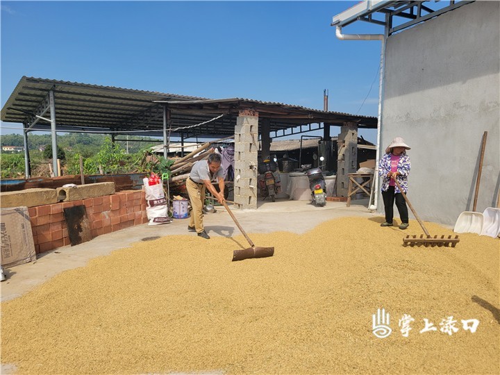 【渌口三农】中稻飘香收割忙 颗粒归仓“丰”景美