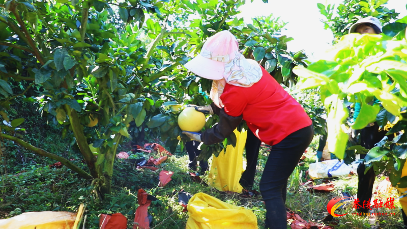 【幸福腰潞】茶陵:三红蜜柚抢“鲜”上市 深受青睐