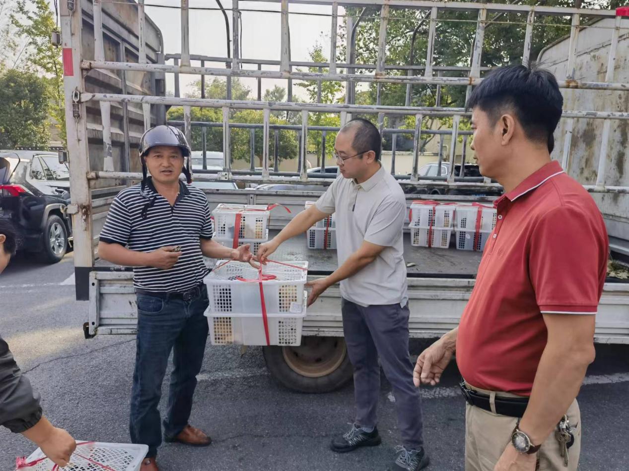 爱心帮扶赠鸡苗  乡村振兴共致富