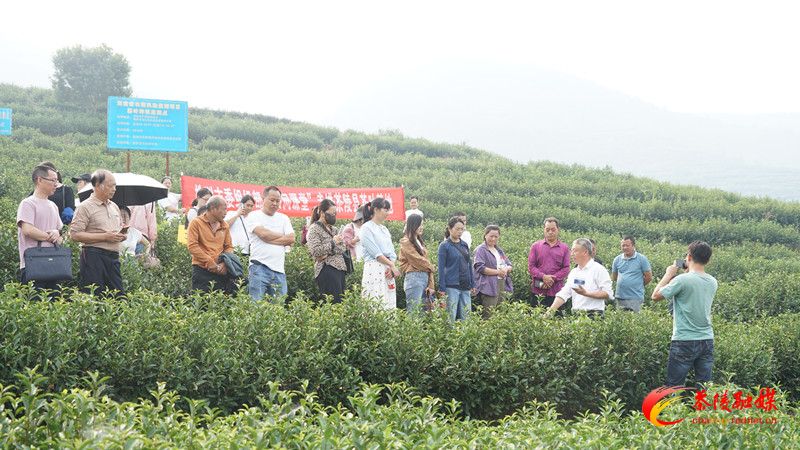 “田间课堂”进茶陵茶叶基地炼精兵