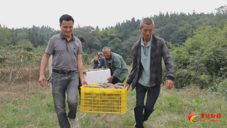 火田镇:百亩八月瓜喜获丰收