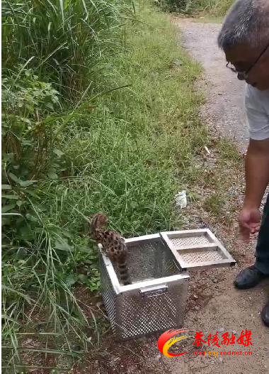 这只“小猫”不简单！茶陵县林业局救助国家二级保护动物豹猫