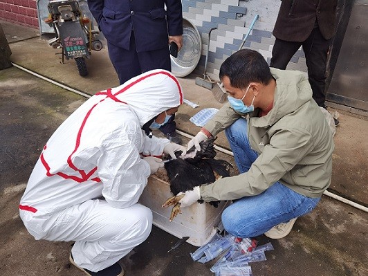 市畜牧水产事务中心：农业农村部畜牧兽医局来醴调研秋季重大动物疫病防控工作