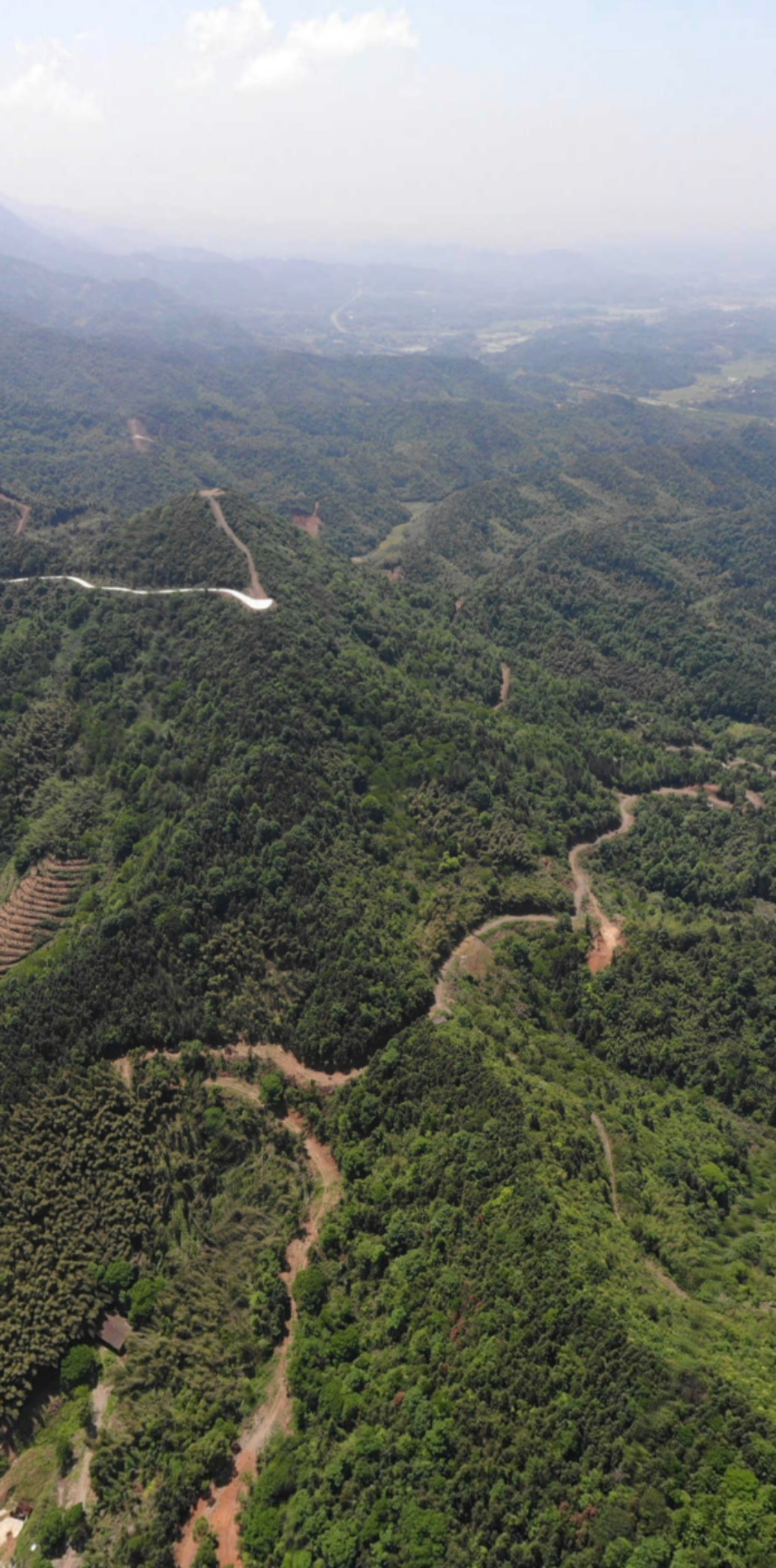 王仙镇：无人机、护林员、消防车齐上阵 织密森林防灭火“天罗地网”