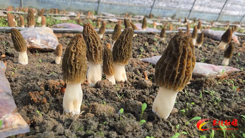 茶陵县首批羊肚菌抢“鲜”上市