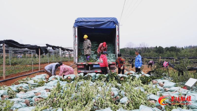 茶陵：油茶移载正当时 苗木基地销售旺