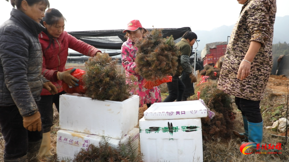 茶陵：5万株“铁心杉”进京