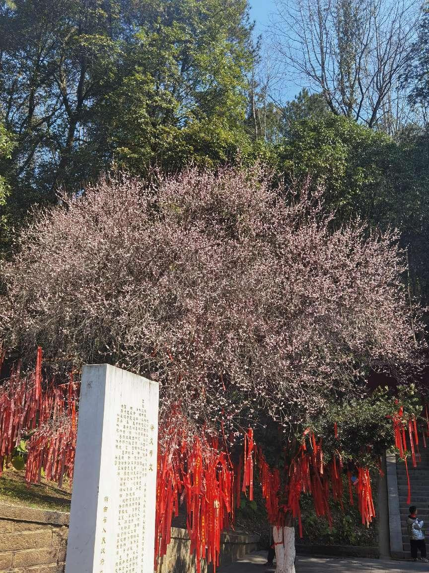 春节见闻 5 | 粉梅树上的红丝带