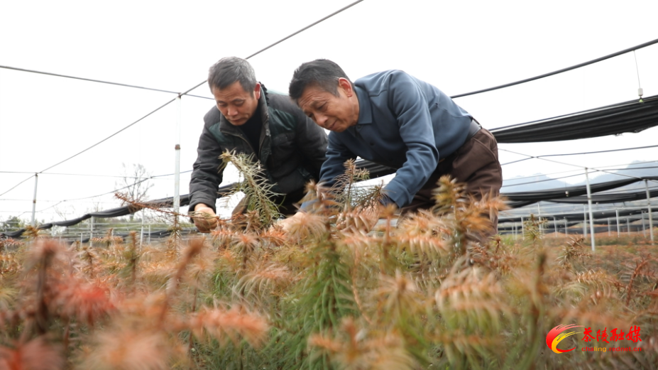 茶陵：5万株“铁心杉”进京