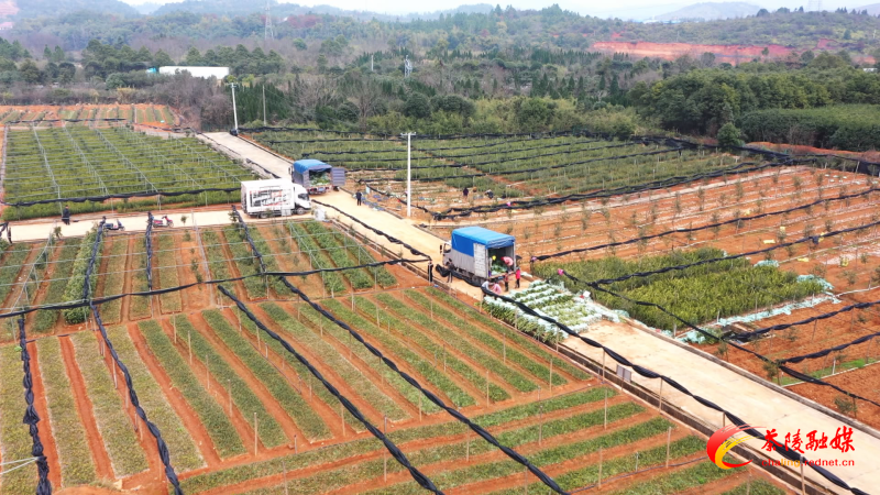 茶陵：油茶移载正当时 苗木基地销售旺