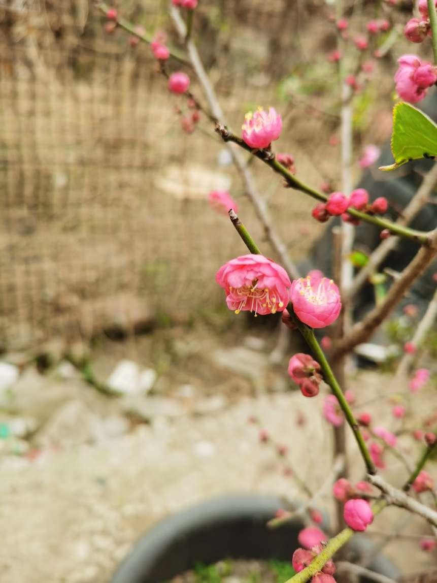 春节见闻 8 | 红梅映春，情满攸州
