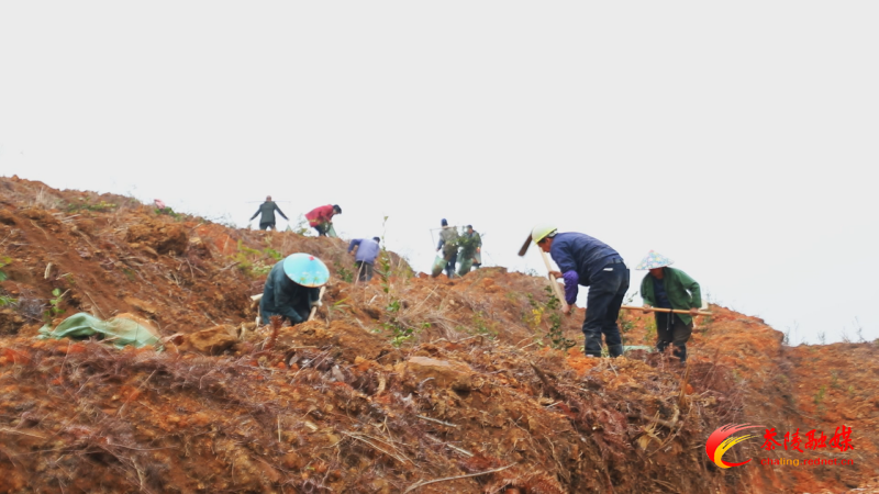 茶陵：油茶移载正当时 苗木基地销售旺