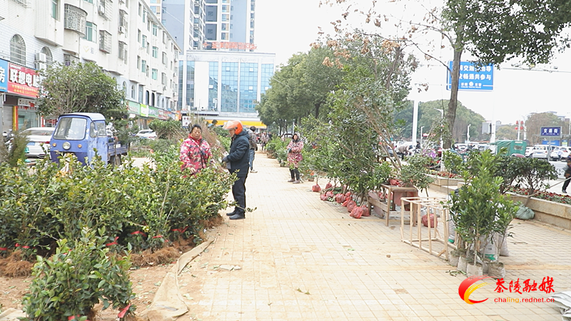 春回大地 花卉苗木销售旺