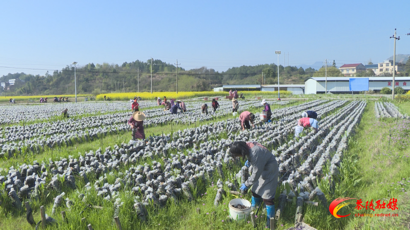 思聪街道：木耳采收正当时 菌香四溢助增收