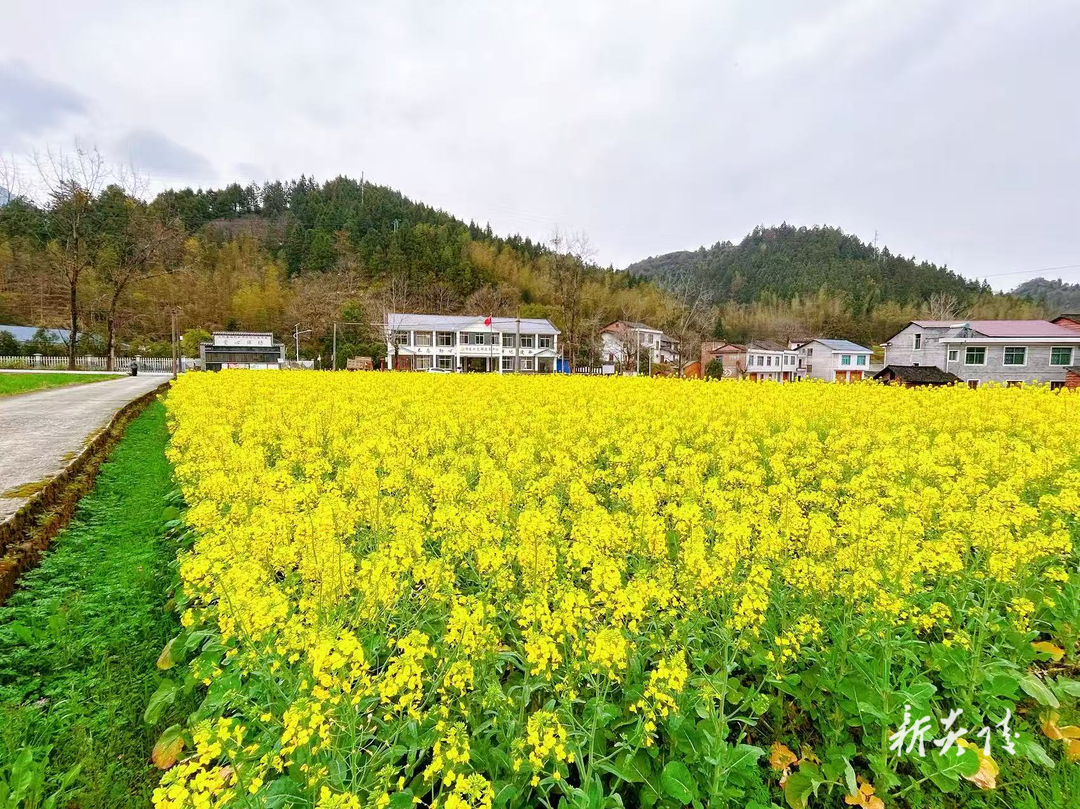 船形乡：油菜花开春光美