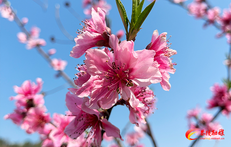 茶陵：百亩桃花始盛开 春日美景“惹”客来