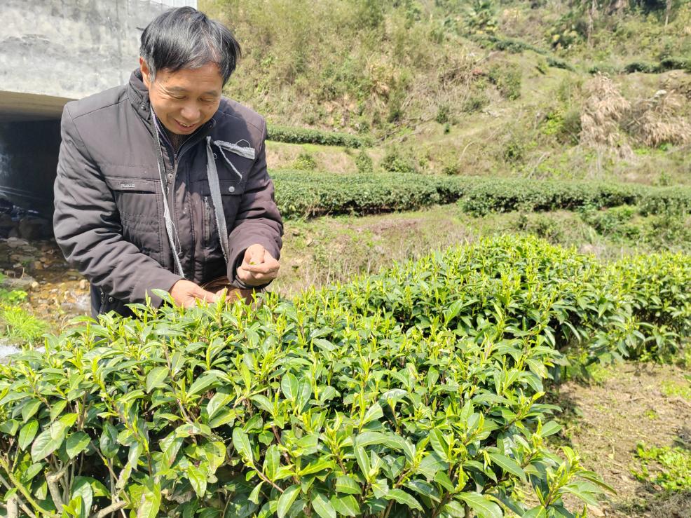 不负好时光 醴陵头采春茶新鲜上市