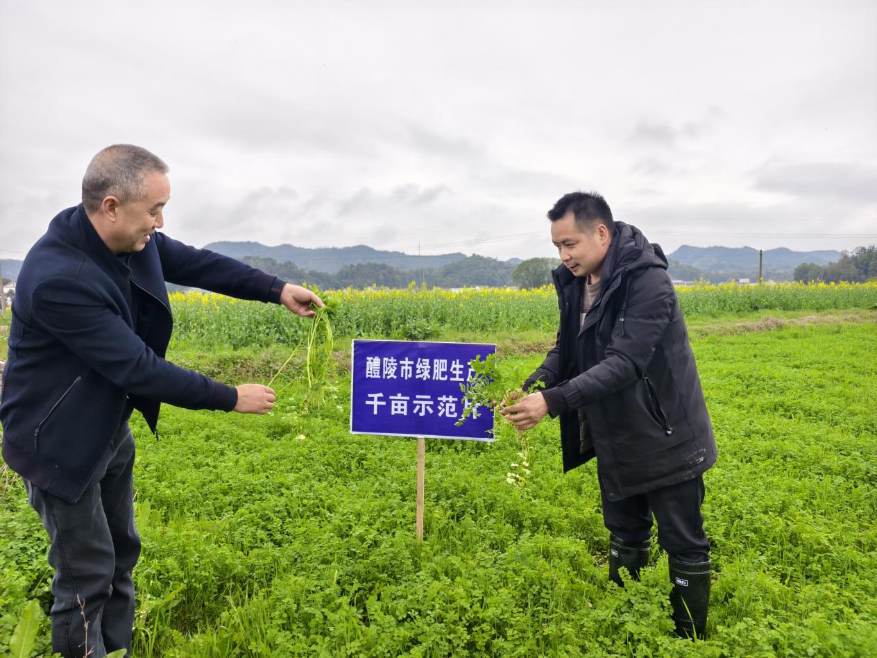 醴陵市绿肥生产：混播创新与生态效益双赢，绿色科技赋能乡村振兴新机遇