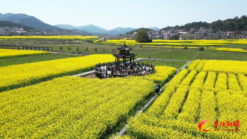 秩堂镇：万亩油菜花开迎客来