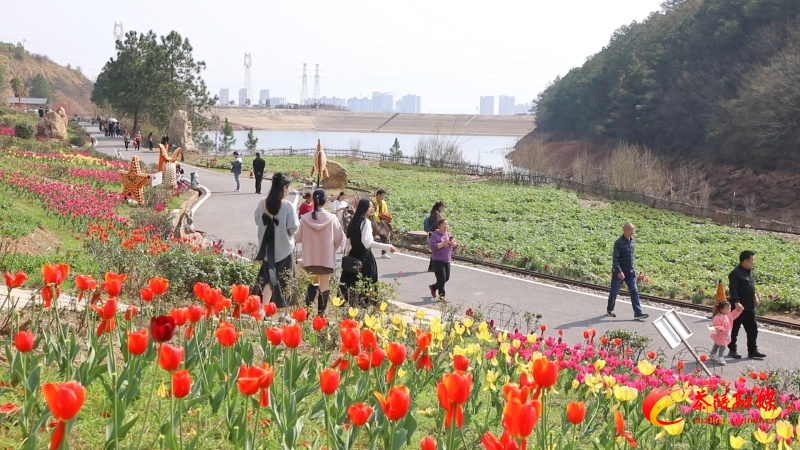 茶陵：阳春三月百花艳 赏花踏青正当时