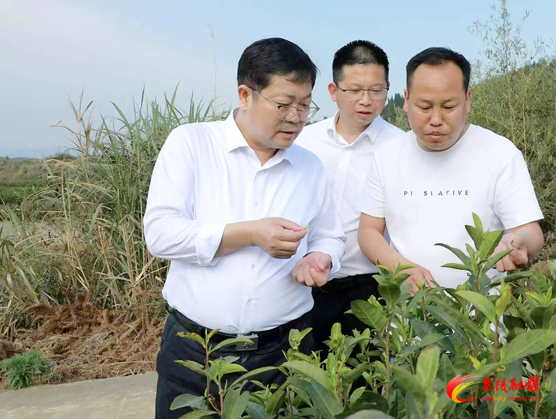 杨红兵到高陇镇、秩堂镇调研