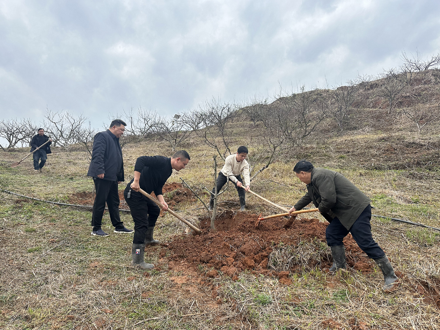党群携手，厚植生态振兴底色 ——王仙镇开展2025年义务植树活动