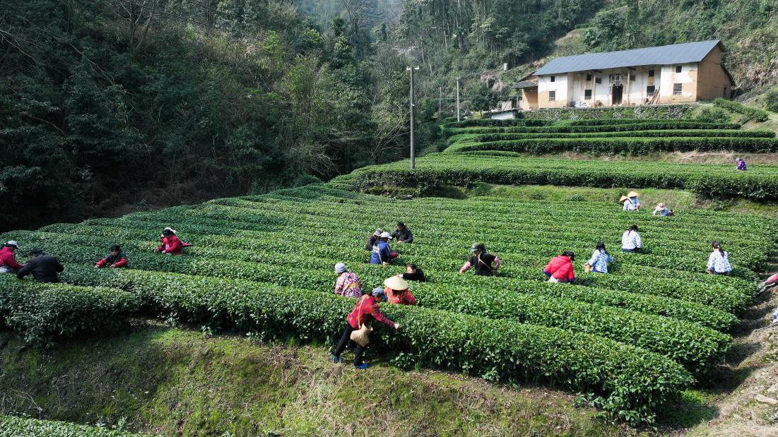 不负好时光 醴陵头采春茶新鲜上市