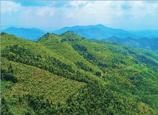 醴陵市：守护绿水青山，绘就生态新画卷