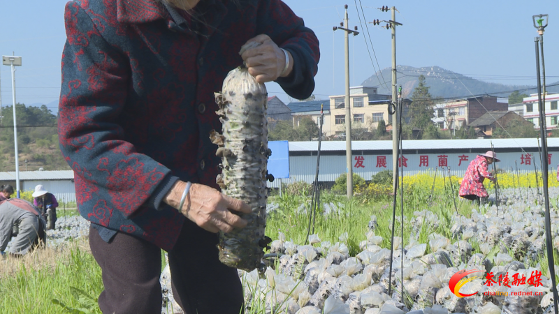 思聪街道：木耳采收正当时 菌香四溢助增收