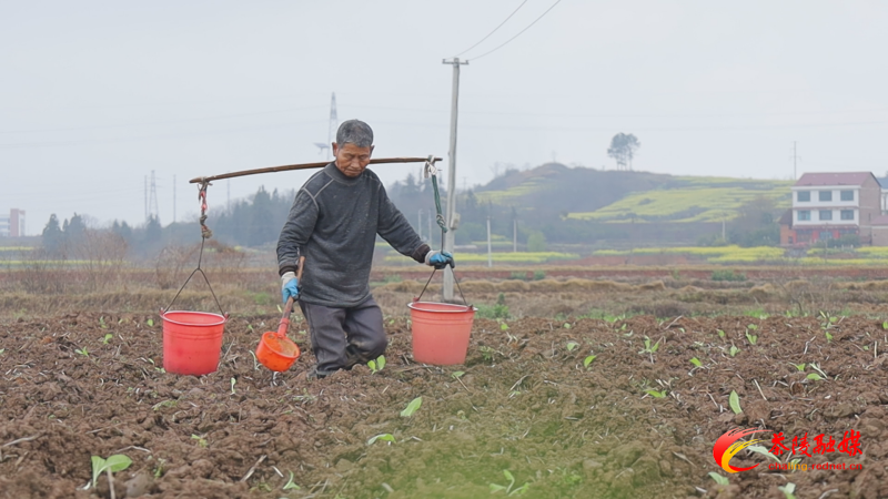 茶陵县2.2万亩烟苗移栽正当时