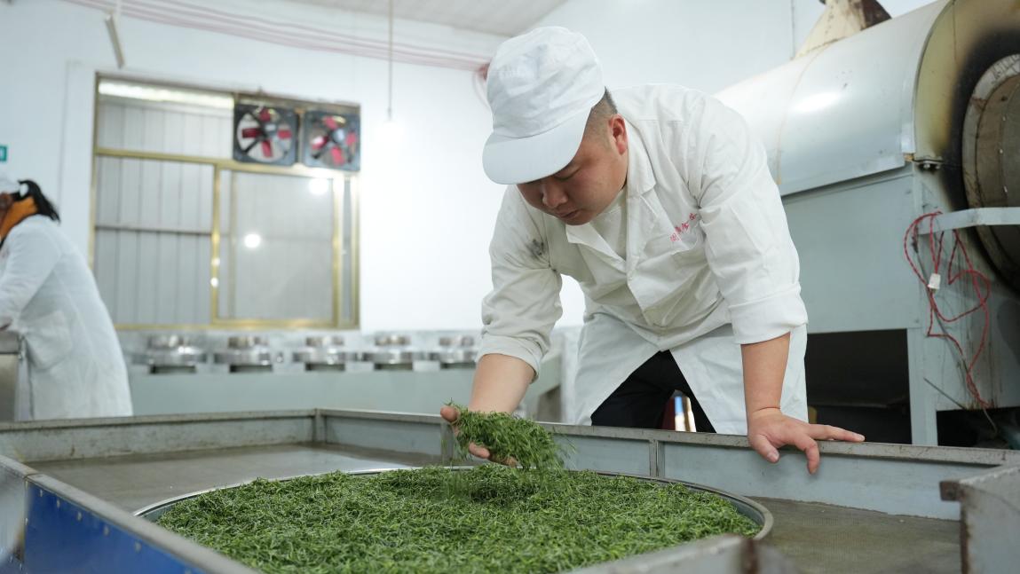 不负好时光 醴陵头采春茶新鲜上市