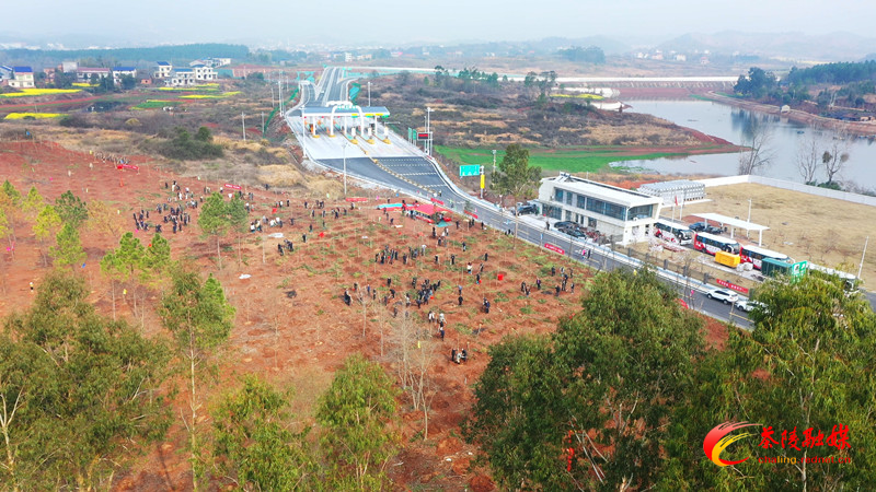 茶陵县开展全民义务植树活动