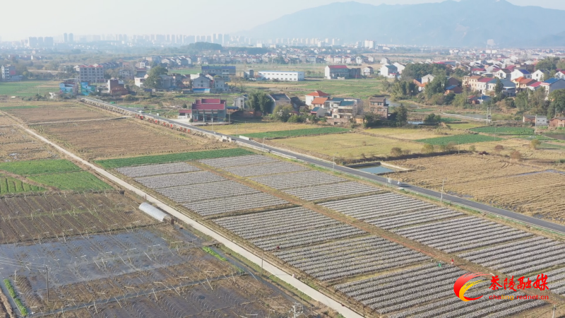 思聪街道：木耳采收正当时 菌香四溢助增收