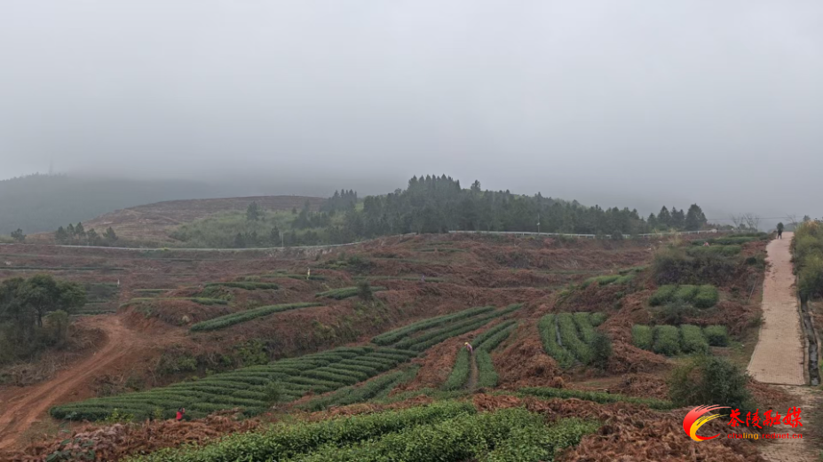 茶陵：春茶开采 新绿抢“鲜”上市