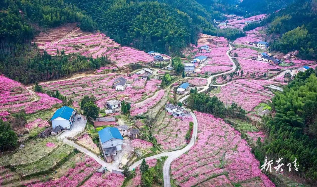 下村乡：“以花为媒”赋能产业，赏花经济助推乡村振兴