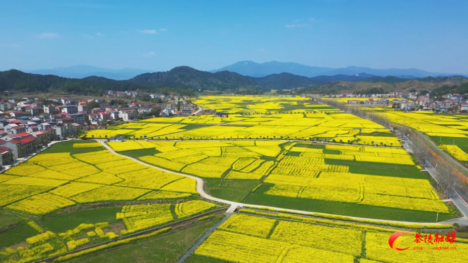 茶陵秩堂油菜花海入选湖南精品赏花线路