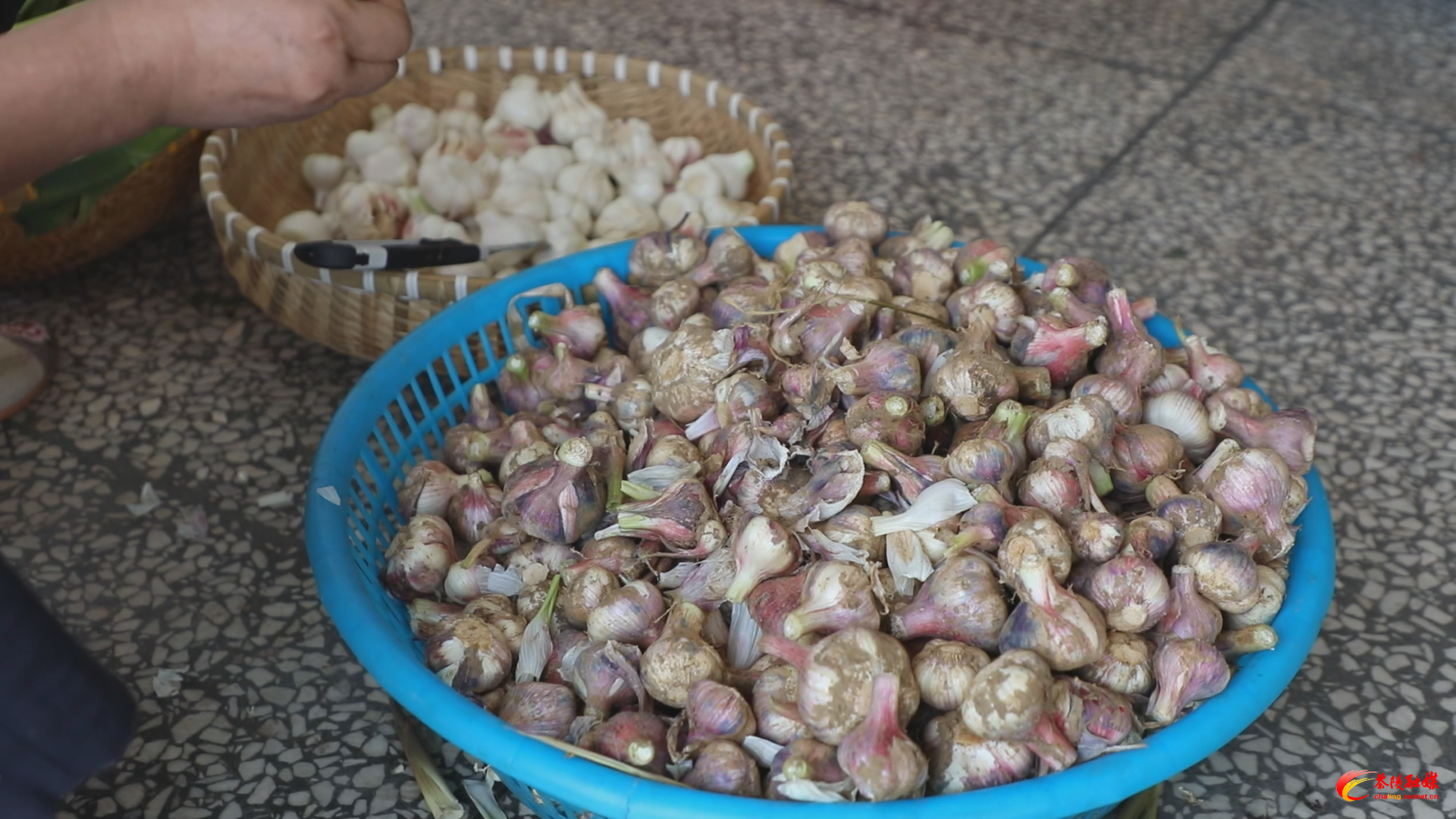 【春之画卷】茶陵：紫皮大蒜已上市 市民抢“鲜”备伏蒜