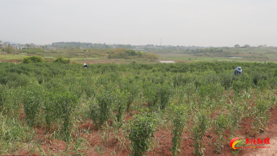 【春之画卷】枣市镇：生态套种促增收 药材基地农事忙