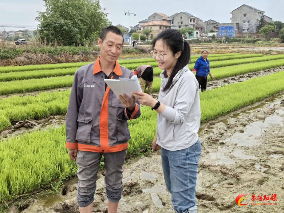 茶陵：气象为农“零距离” 服务水稻移栽