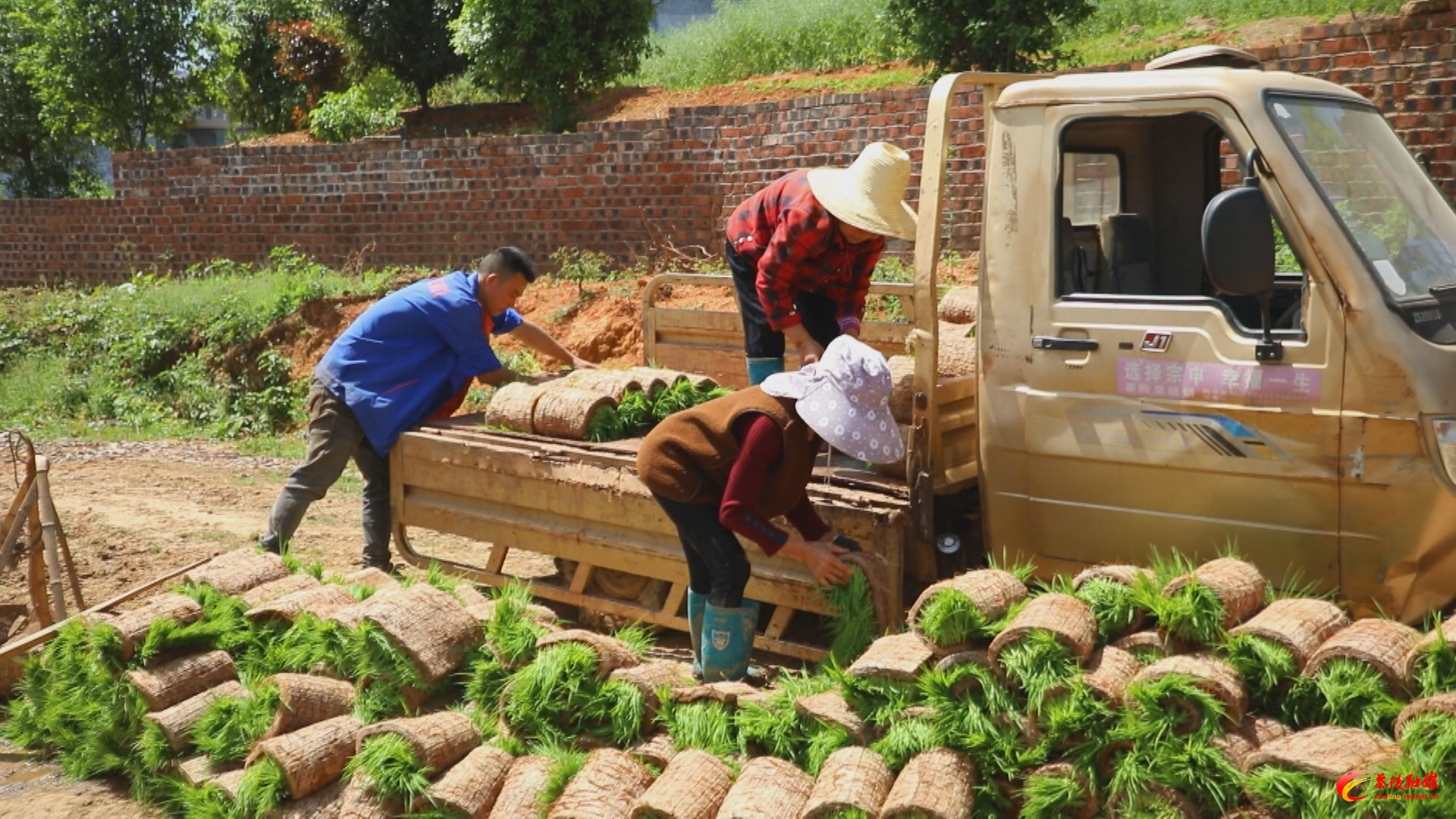茶陵：春插忙 秧苗保质保量送田间地头