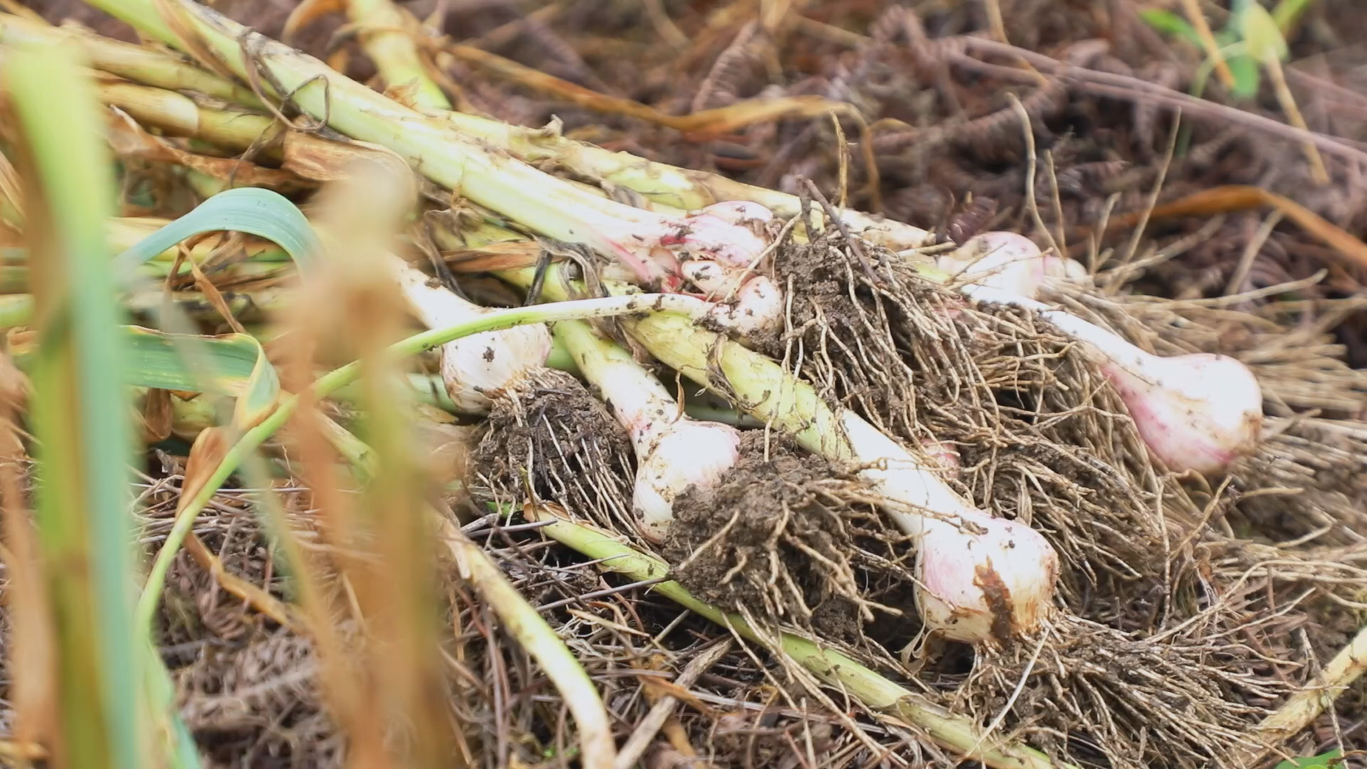 【春之画卷】茶陵：紫皮大蒜已上市 市民抢“鲜”备伏蒜