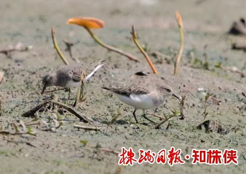 青脚滨鹬“光临”株洲湿地