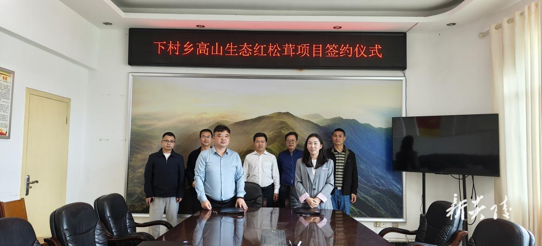 下村乡高山生态红松茸项目签约