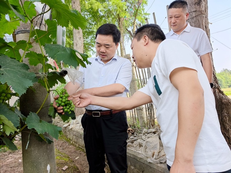 李鹏程调研酒埠江镇经济社会发展情况强调：立足优势 因地制宜推动高质量发展