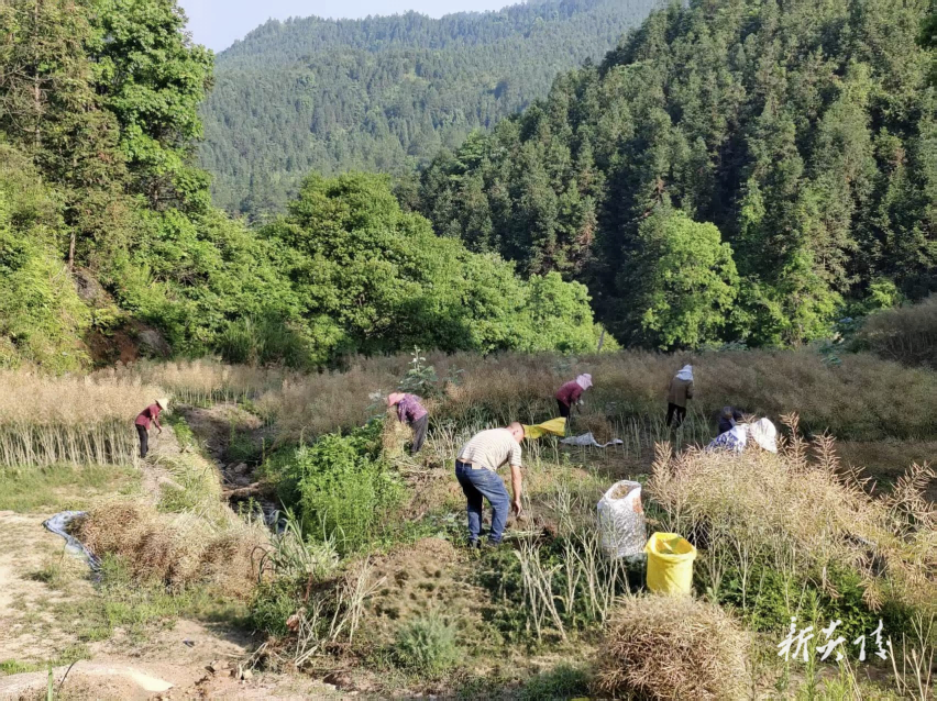 十都镇：油菜丰收映初心 党群同心绘新景
