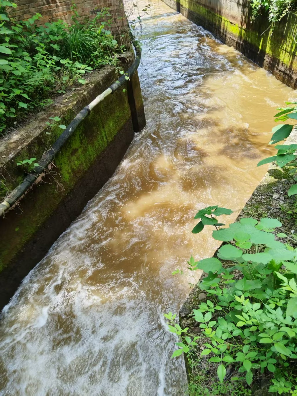 芦淞区大京水库开闸放水助春灌 一渠活水润农田