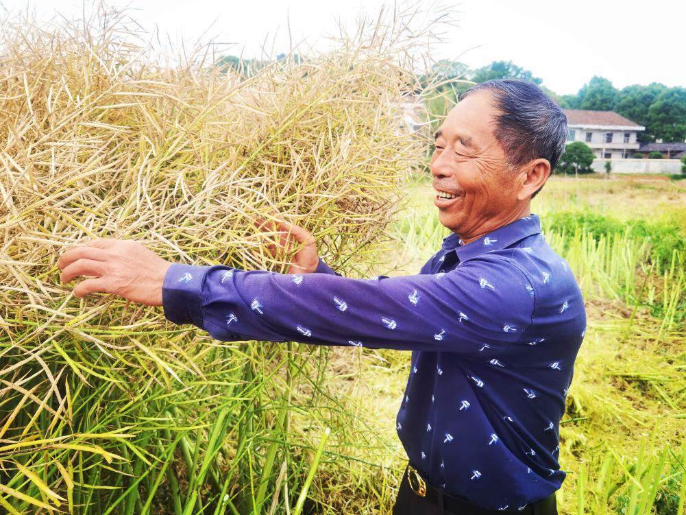 醴陵：绿色种养技术“链”动油菜提质增效——粪肥还田 机械施肥，解锁生态高产“双密码”