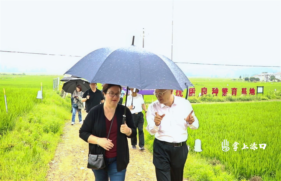 世行东亚与太平洋地区全球水行业局一行来渌口区考察稻田节水灌溉与绿色低碳发展项目
