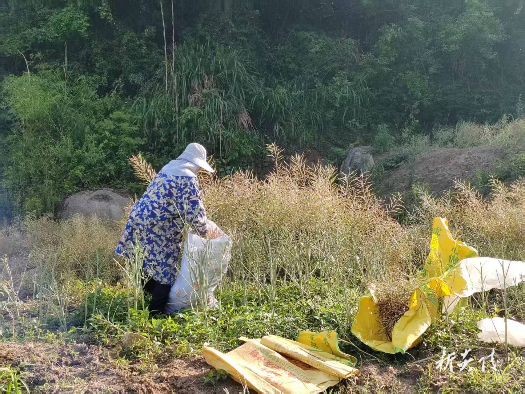 十都镇：油菜丰收映初心 党群同心绘新景